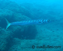 Yellowmouth barracuda (Sphyraena viridensis)