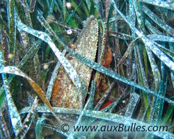 Grande nacre de Méditerranée (Pinna nobilis) Grande nacre de Méditerranée (Pinna nobilis)
