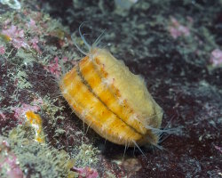 Spiny pink scallop (Chlamys hastata)