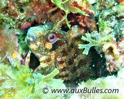 Tompot blenny (Parablennius gattorugine)