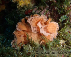 Neptune's lace (Reteporella grimaldii)