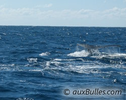 Baleine franche australe (Eubalaena australis)