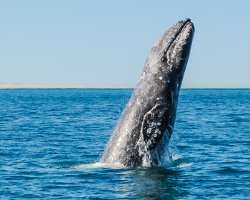 Baleine grise (Eschrichtius robustus)