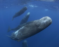 Grand cachalot (Physeter macrocephalus)