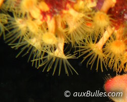 Yellow encrusting sea anemone (Parazoanthus axinellae)