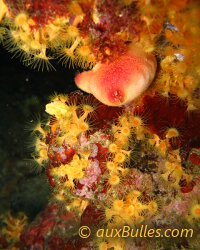 Anémone encroûtante (Parazoanthus axinellae)