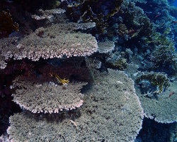 Acropora cythereacoral (Acropora cytherea)