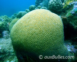 Corail cerveau de Neptune (Diploria labyrinthiformis)