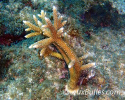 Staghorn coral (Acropora cervicornis)