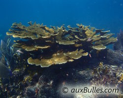 Elkhorn coral (Acropora palmata)