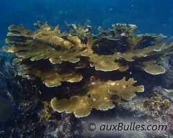 Corail corne d'élan (Acropora palmata)