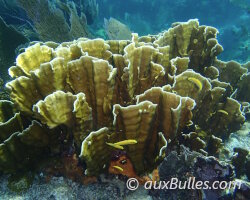 Corail de feu à lames (Millepora complanata)