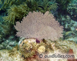 Gorgone éventail violette (Gorgonia ventalina)