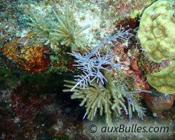 Slimy sea plume (Antillogorgia americana)