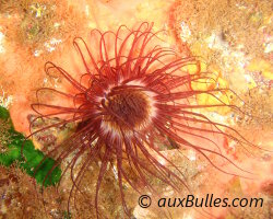 Cylinder anemone (Cerianthus membranaceus)