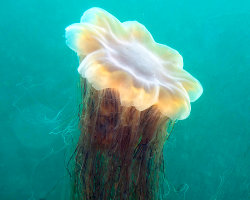 Lion's mane jellyfish (Cyanea capillata)