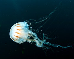 Atlantic sea nettle (Chrysaora quinquecirrha)