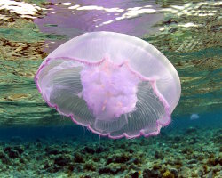 Moon jellyfish (Aurelia aurita)