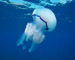 Barrel jellyfish (Rhizostoma pulmo)