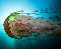 Sea nettle (Chrysaora fuscescens)