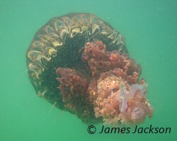 Black sea nettle (Chrysaora achlyos)