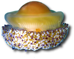 Fried egg jellyfish (Cotylorhiza tuberculata)