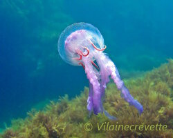 Purple-striped jelly (Pelagia noctiluca)