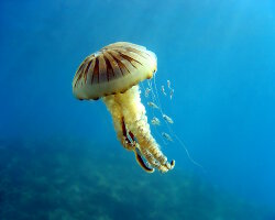 Compass jellyfish (Chrysaora hysoscella)