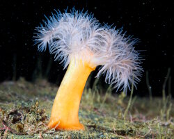 The plumose sea anemone