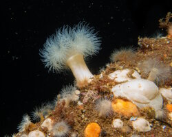 Oeillet de mer (Metridium senile)