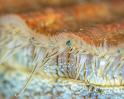 Coquille Saint-Jacques (Pecten maximus)