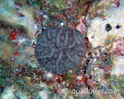 Ridged cactus coral