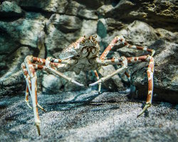 Crabe araignée géant du Japon (Macrocheira kaempferi) Crabe araignée géant du Japon (Macrocheira kaempferi)