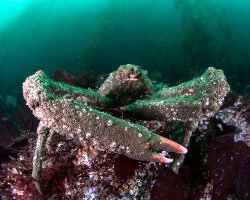 Sheep crab (Loxorhynchus grandis)