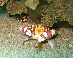 Crabe arlequin (Lissocarcinus laevis)