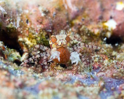 Crabe boxeur à mosaïque (Lybia tessellata)