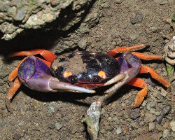 Halloween crab (Gecarcinus quadratus)