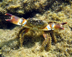 Warty crab (Eriphia verrucosa)