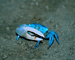 Crabe violoniste bleu (Uca tetragonon)