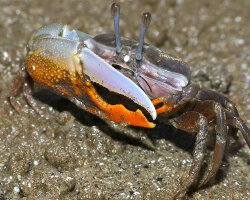 Calling fiddler crab (Uca vocans)