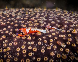 Crevette impériale (Zenopontonia rex) Crevette impériale (Zenopontonia rex)