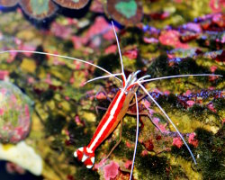 Skunk cleaner shrimp (Lysmata amboinensis) Skunk cleaner shrimp (Lysmata amboinensis)