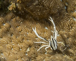 Feather star squat lobster (Allogalathea elegans)