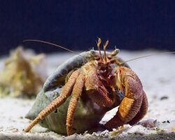 Red hermit crab (Dardanus calidus)