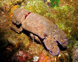 Mediterranean slipper lobster (Scyllarides latus)