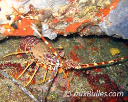 Langouste rouge (Palinurus elephas)