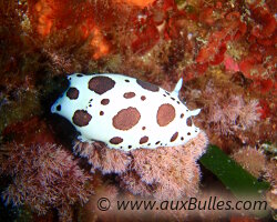 Doris dalmatien (Peltodoris atromaculata)