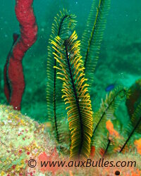 Comatule dorée (Davidaster rubiginosus)