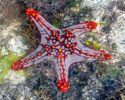 African red-knobbed sea star (Protoreaster lincki)