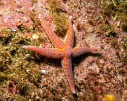 Common starfish (Asterias rubens)